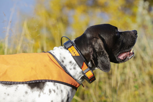Thinking About Replacing Your Garmin Collar? Here’s What to Do Next