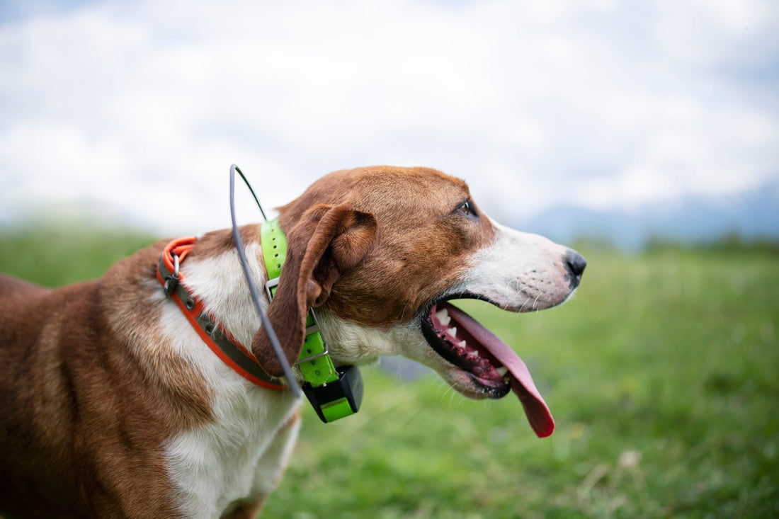 Hunting dog with a green tracking collar. 