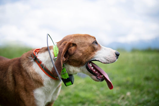 Hunting dog with a green tracking collar. 