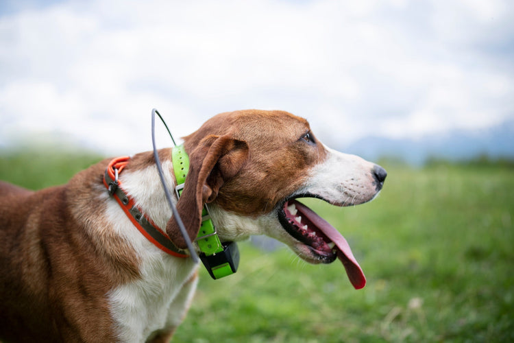 Tracking Collar Repair vs Replace – Quick Track Outdoors